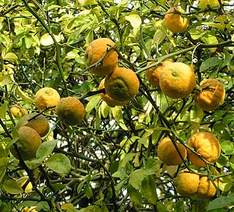 Ripe Autumn Poncirus fruit in tree